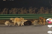 还原“7只小狗结伴逃亡”始末 17公里的生死之旅