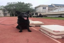 武汉40只退役警犬寻找领养家庭 无言战友期待新家