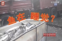 你吃的鱼可能被化学品麻醉过 活鱼流通隐患重重