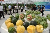 西瓜甜瓜新品云集黄岩 专家吃瓜看重酥嫩爽口