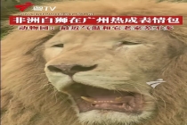 非洲白狮在广州热出“表情包” 广州比非洲还热