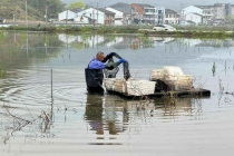 夜宵顶流小龙虾抢鲜上市 稻虾共生春满田