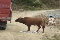 母牛被买走宰杀 公牛追车两里路 动物情感触动人心