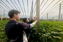 中国农科院黄瓜病害监测课题落地微山 科技赋能设施农业提质增效