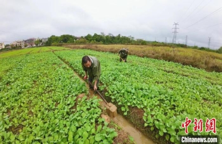 江西南昌:抢抓好时节 油菜管护忙
江西南昌:抢抓好时节 油菜管护忙