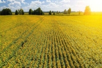 全球都在抢油 为什么只有中国能稳住 政策与科技双重护航