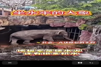 景区施工大象被指像坐水牢 生存环境引争议