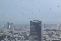 以色列惊现成千上万乌鸦 引发不祥猜测