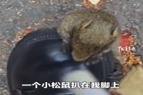 女孩考试途中被小松鼠趴在脚上碰瓷