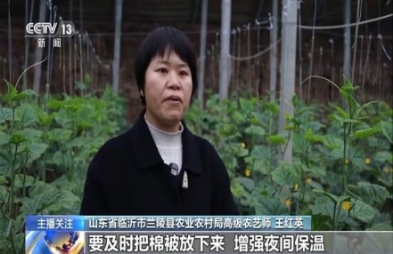 
                    蔬菜也要盖棉被 寒潮下蔬菜这样稳产保供
               