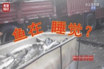 媒体曝光“麻醉鱼”内幕 三无产品引发健康隐患
