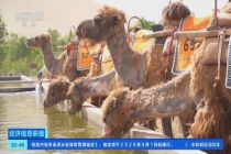 敦煌景区骆驼有了作息时间表 保障健康与游览体验