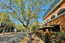 别人的春和景明 我的氯雷他定：过敏季来袭