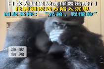 日本大猩猩与配偶争吵后沉思走红 网友：兄弟我懂你