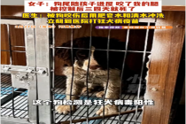 女子被流浪狗咬伤3天后狗死了 狂犬病阳性引担忧