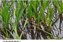 这种东西身上寄生虫多达6000条 福寿螺进入产卵高峰期