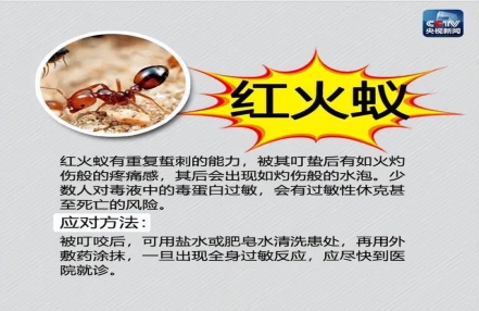 12省出现红火蚁伤人事件 12省出现红火蚁伤人事件