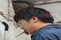 见母燕久不归男子接手喂养雏燕：对于视频意外走红，表示没想到
