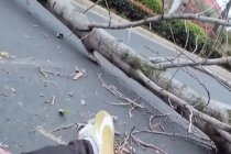 江西一大树突然倒伏横卧马路 骑行者紧急制动摔倒