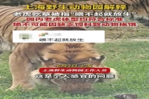 上海野生动物园回应老虎吃草 正常行为无需担忧