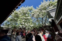 鲁迅手植白丁香101岁生日绽放迎客 百年名木春日盛放