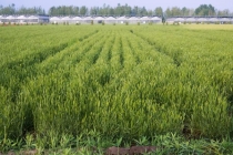 蒙草生态培育乡土草种精准匹配“三北”工程建设用种刚需