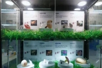 主任医师吃“见手青”中毒昏迷两天 烹饪不当导致