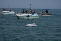 被“过度围观”的粉色海豚 观豚游引发保护担忧