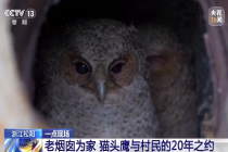 村民家成了猫头鹰托儿所！村民烟囱里养出近100只猫头鹰