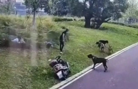 江西赣州母女遭四条大型犬撕咬 犬管办回应 江西赣州母女遭四条大型犬撕咬 犬管办回应