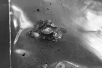 泰国射击场员工枪支走火击中游客 中国公民严重受伤