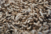 茅台跨界做宠物粮 酱香虫粮引热议