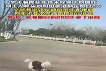 男子不慎撞死未栓绳小狗被索赔8000元