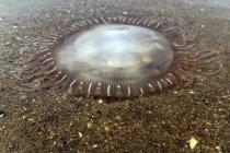 墨西哥海湾出现大量水母尸体 高温导致数量激增