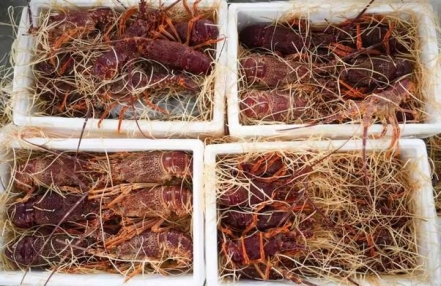 文锦渡海关在一进境货车中查获一批未申报活龙虾 超770千克
文锦渡海关在一进境货车中查获一批未申报活龙虾 超770千克