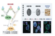 1型糖尿病治疗迎来新路径