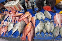 水产专家建议这6种鱼少吃 选错鱼反而伤身