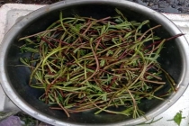 十多种春野菜塞满武汉市民菜篮子 尝鲜热情高涨