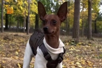 小狗输液时突然死亡女子报警 无资质人员操作引争议