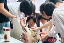 武汉一高中请来6只疗愈犬陪学生解压 毛茸茸的心灵慰藉