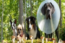 300元1次的宠物健身先把狗卷疯了 宠物健身热潮引发热议