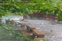长沙大雨后大鱼跳上公园栈道 湖水漫过引发捡鱼热潮