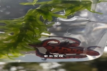 小学附近疑似售卖毒蝾螈 校方已介入调查