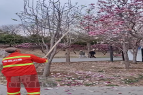 公园回应工作人员用竹竿打落花朵 误操作引发游客不满