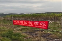 蔗农免费开放甘蔗地 滞销困境下的自救