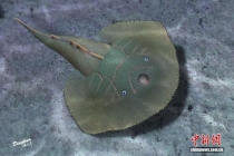 中国发现4.19亿年前盔甲鱼类新属种 揭示演化过渡关键证据