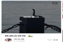 西湖边一条“青蛇”被围观 端午节前再现“小青”身影