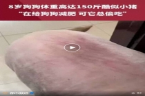 8岁狗狗体重150斤酷似小猪 主人：现已开始帮它减肥
