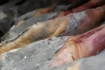 毒火腿醉活鱼食品安全容不得半点恶 严惩黑心商家