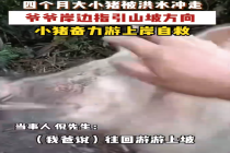 小猪卷入急流爷爷岸边指引其脱险 老人表示不会把它当成成年猪宰杀